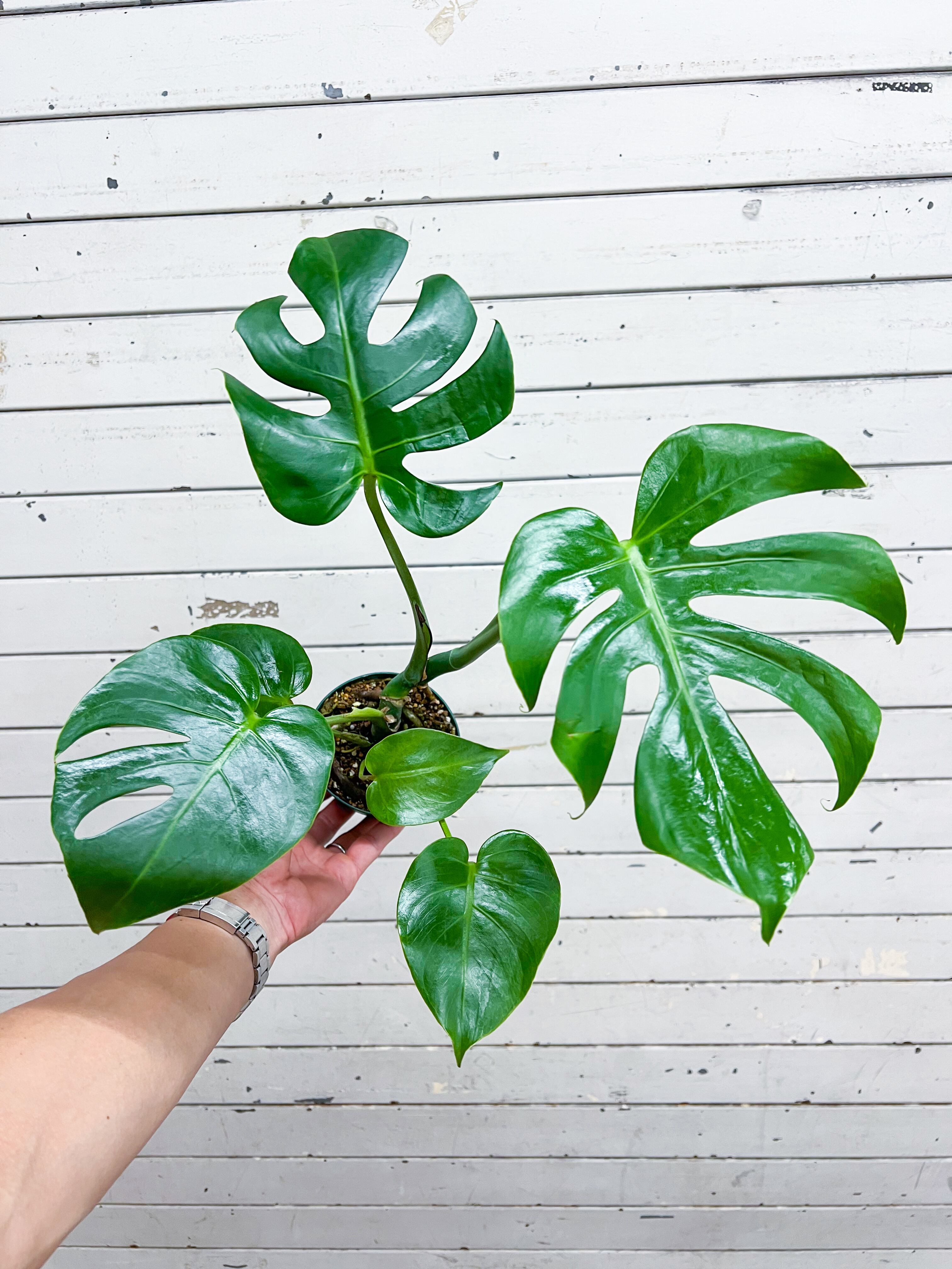 オーダー品 | hananona