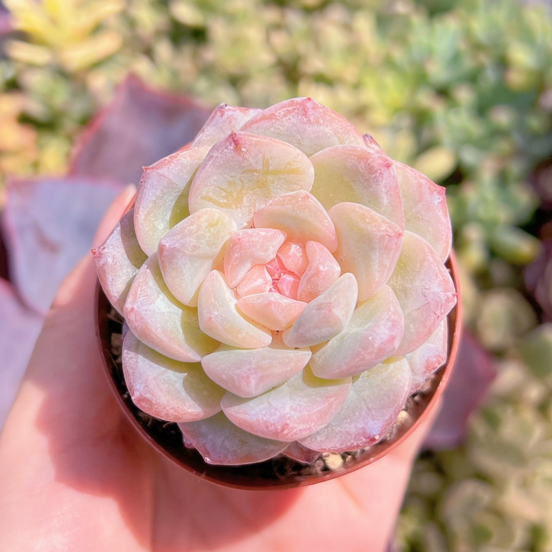 現品　氷花#1166　るる農園