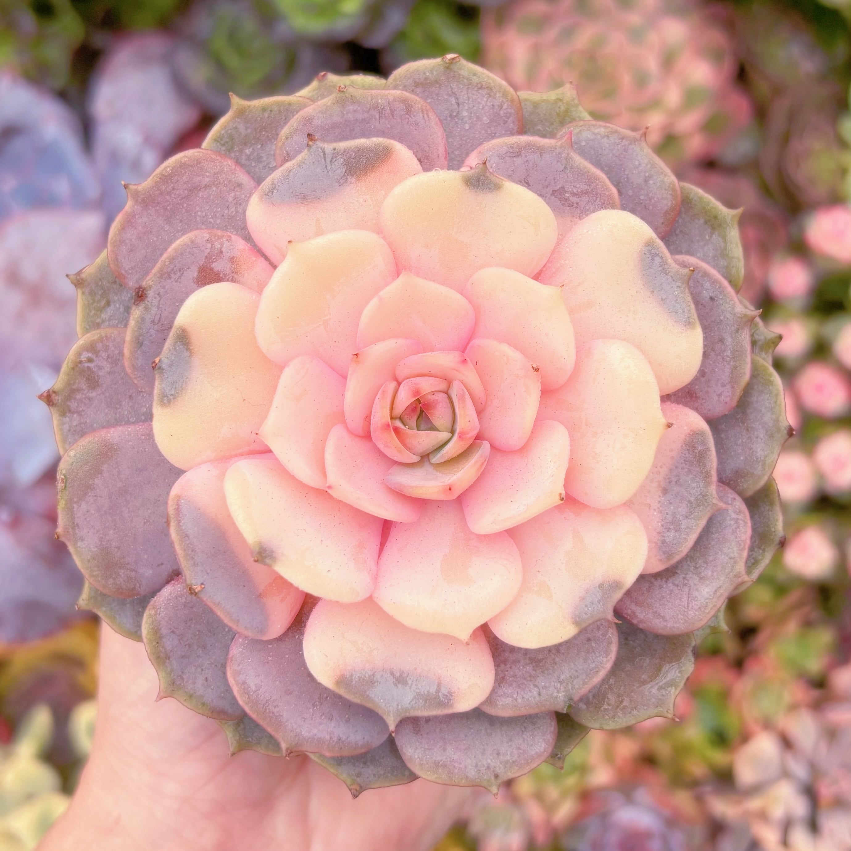 現品　ピンクローラ錦#237　大苗　るる農園