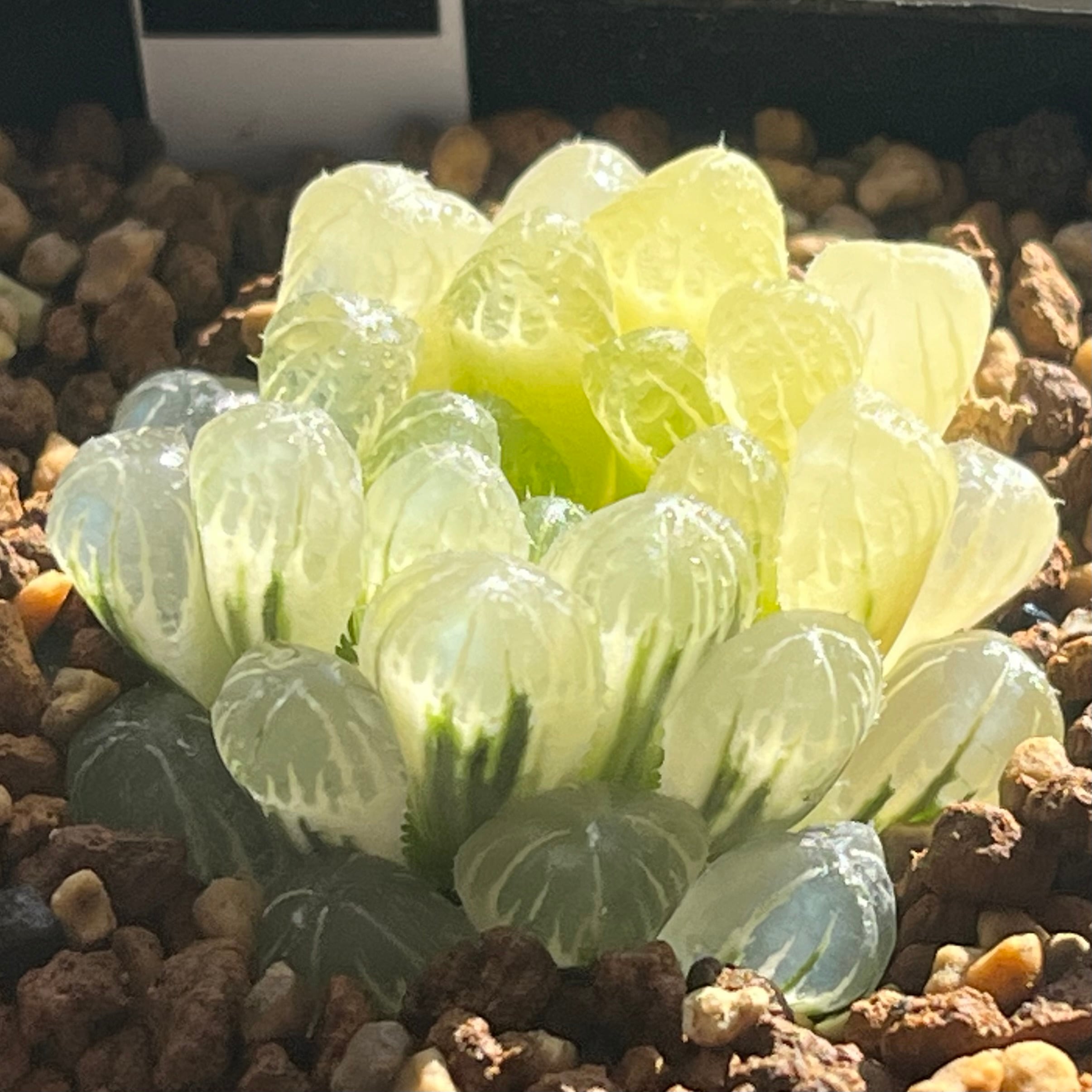 ハオルチア 雫石錦 | mocono_plants