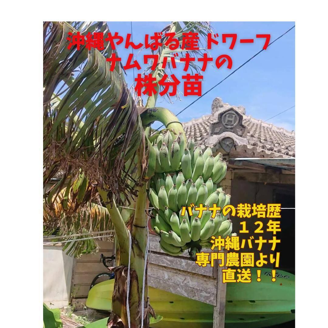 島バナナの苗木 | ADAN OKINAWA アダン沖縄 BASE店 沖縄特産品、果物