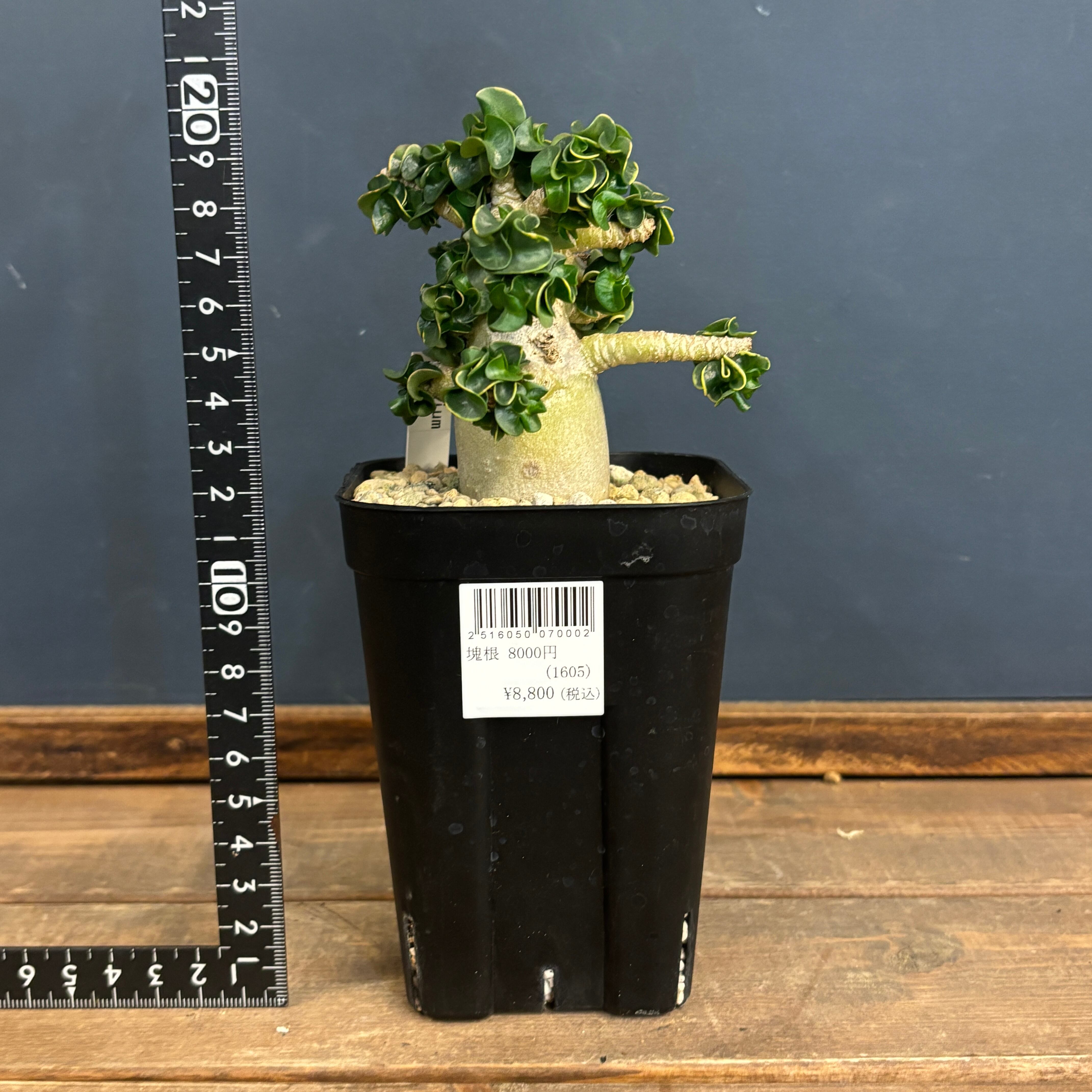 アデニウム アラビカム 観葉植物　 アデニウム アラビカム（アラビクム）獅子葉【791】 | PROTOLEAF