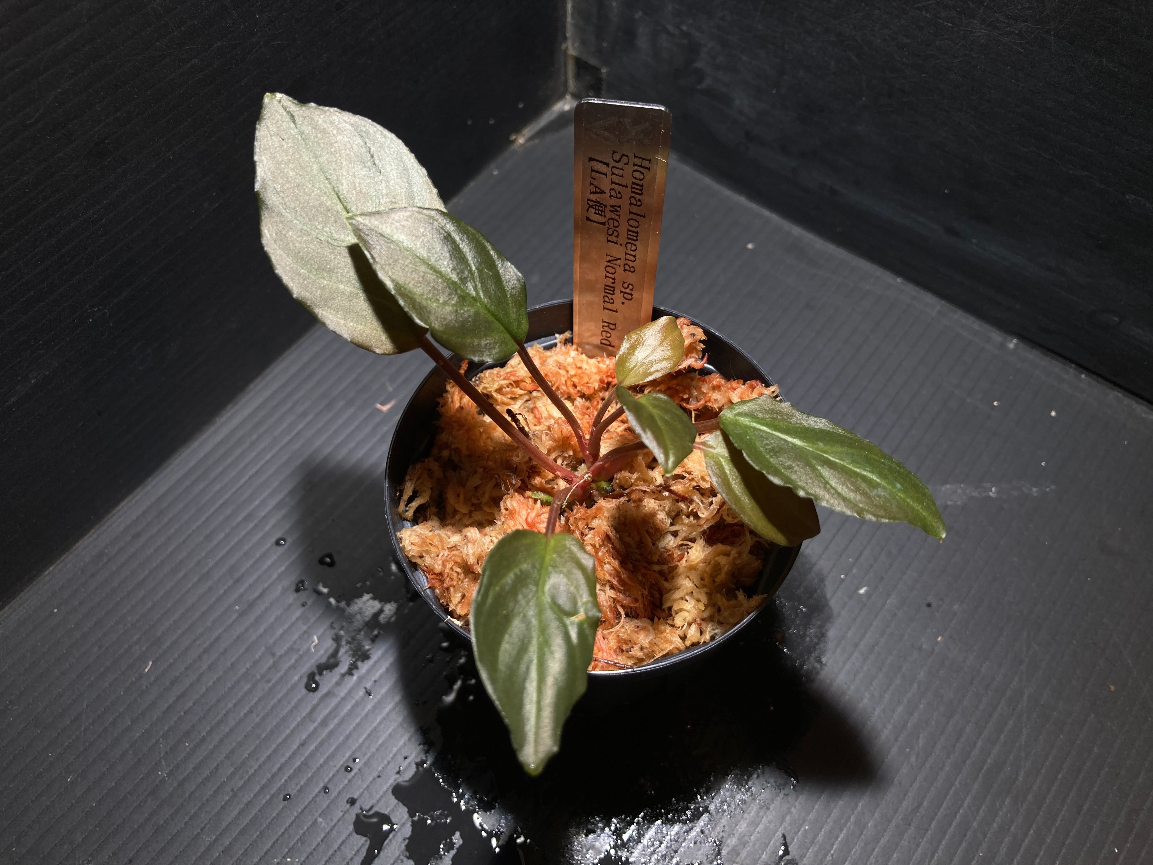 ホマロメナ | AquaFocus