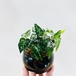 ヘデラ　キプロス　(アイビー) ヤシの実チップ植え [観葉植物・1点もの]
