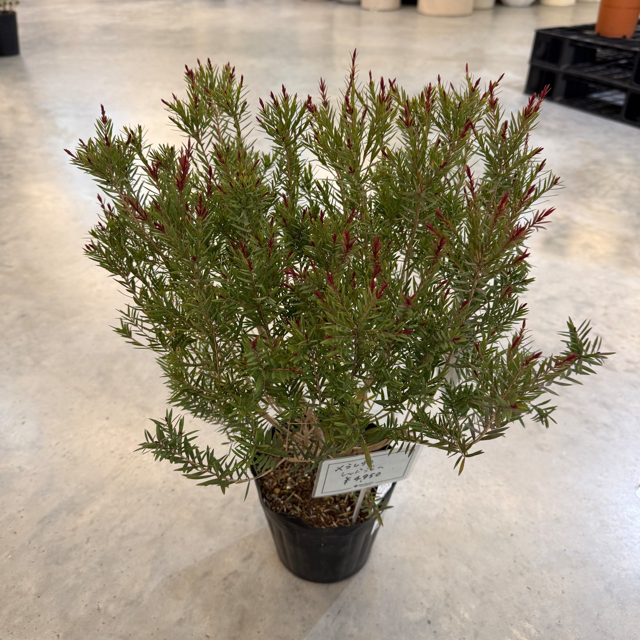 メラレウカ　レッドジェム【1083】