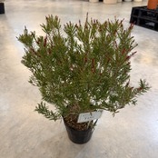 メラレウカ　レッドジェム【1083】