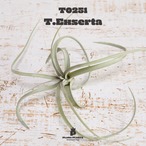 【送料無料】エクセルタ〔エアプランツ〕現品発送T0251