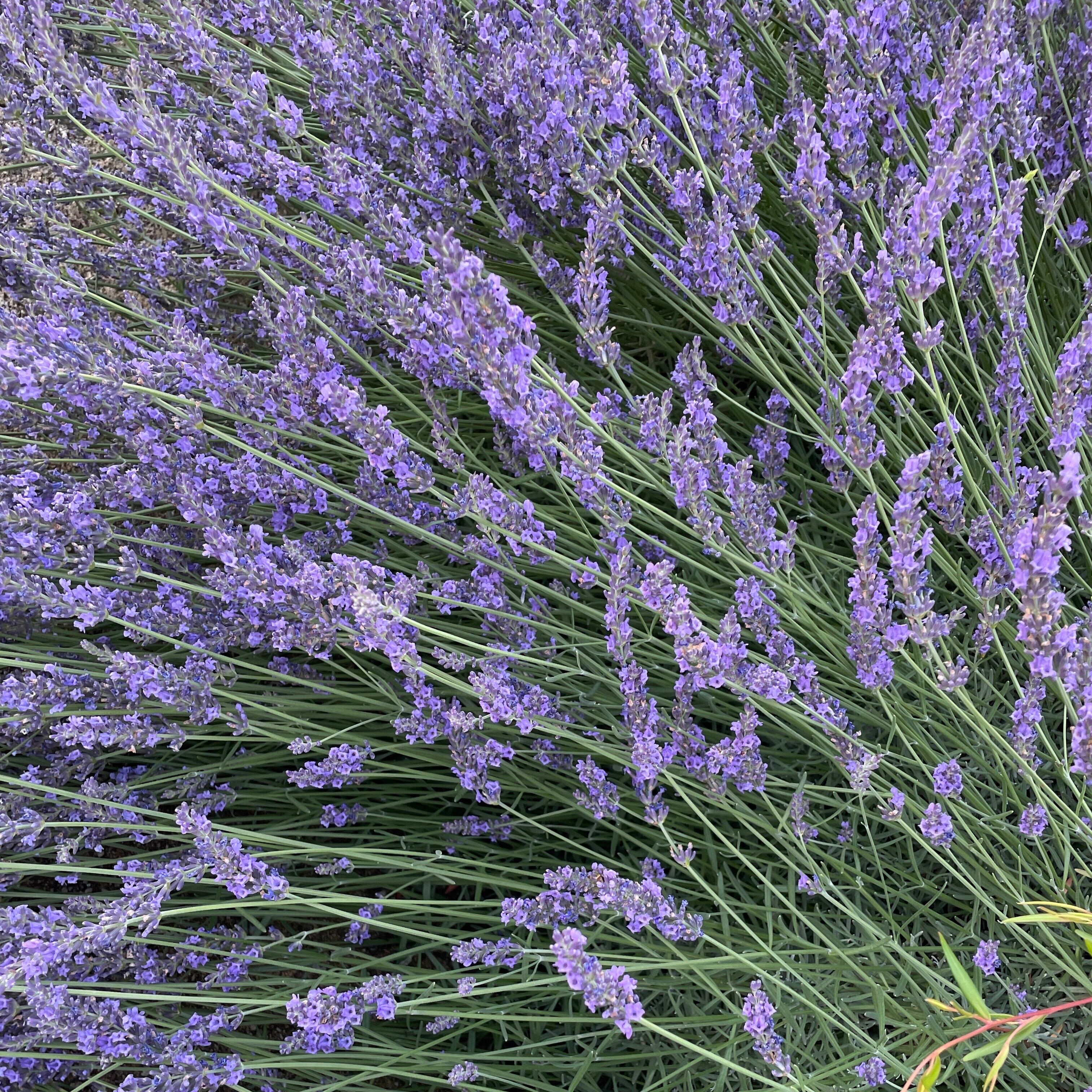 生産者直送 国産精油】狭山のラベンダー Lavandula hybrid var.grosso