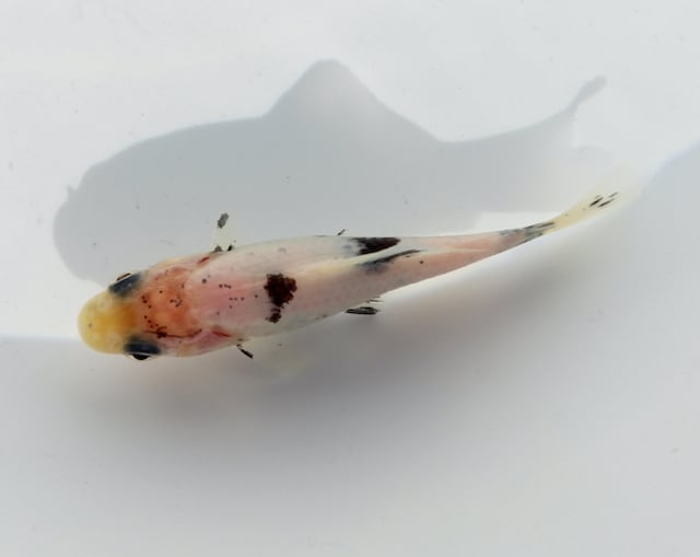 スコッティキャメロン パターカバー Koi Fish Japan White