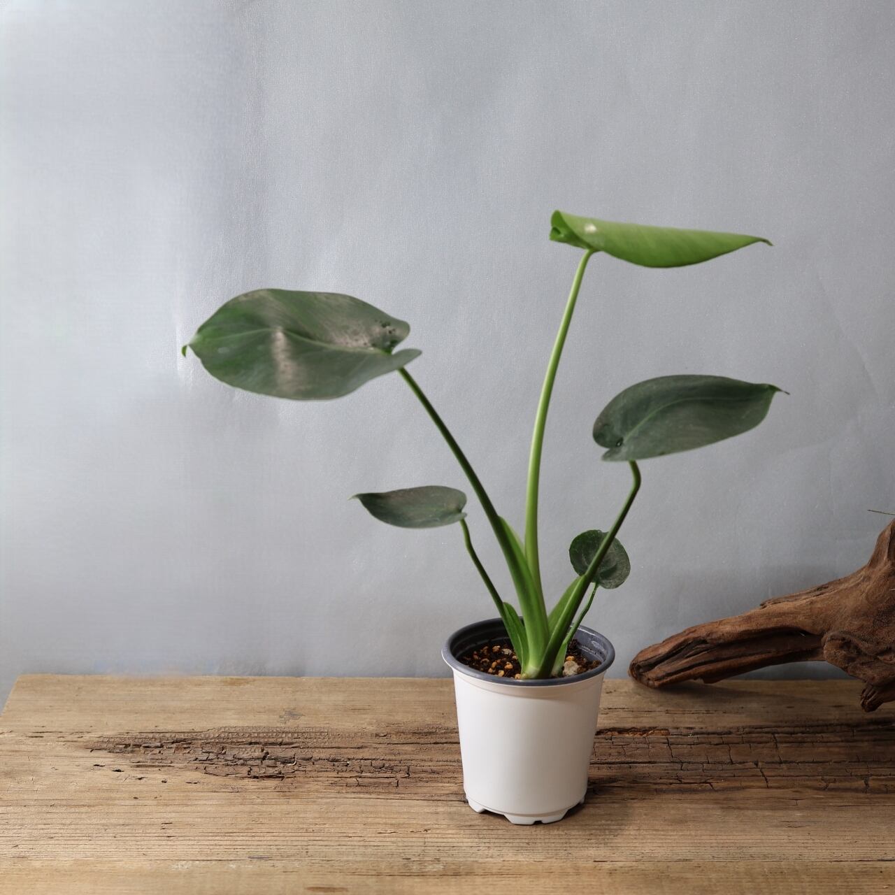 348 希少で上品『モンステラ タウエリ』観葉植物 【送料無料】 | MARX