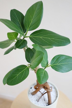 【M】フィカス ベンガレンシス/Ficus