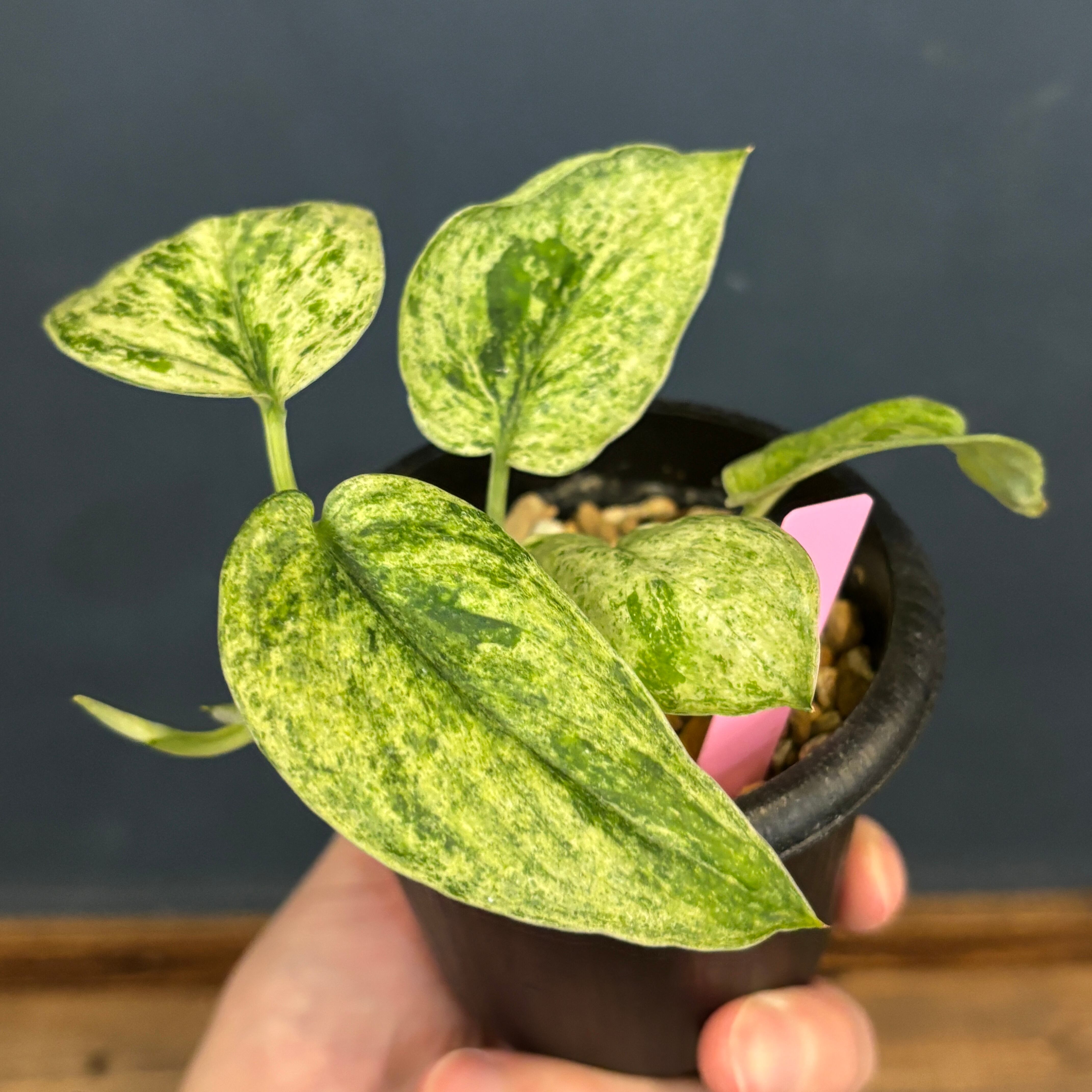 クリアランス】スキンダプサス Jade satin marble【106】 | PROTOLEAF