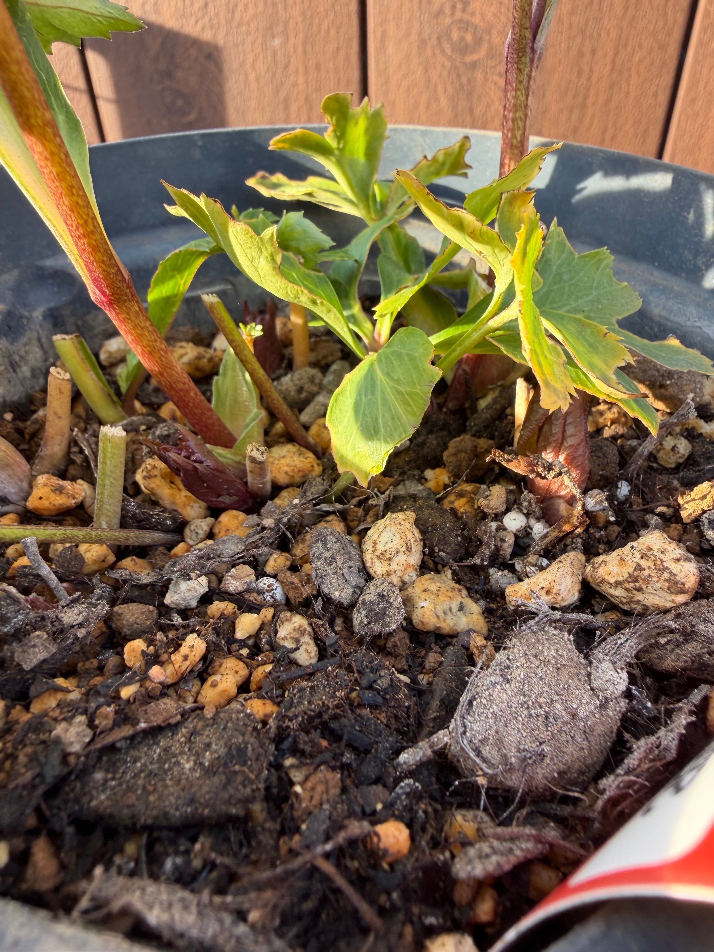 茜交配 Zoony Garden クリスマスローズ【Zo04】送料無料 | あしかが