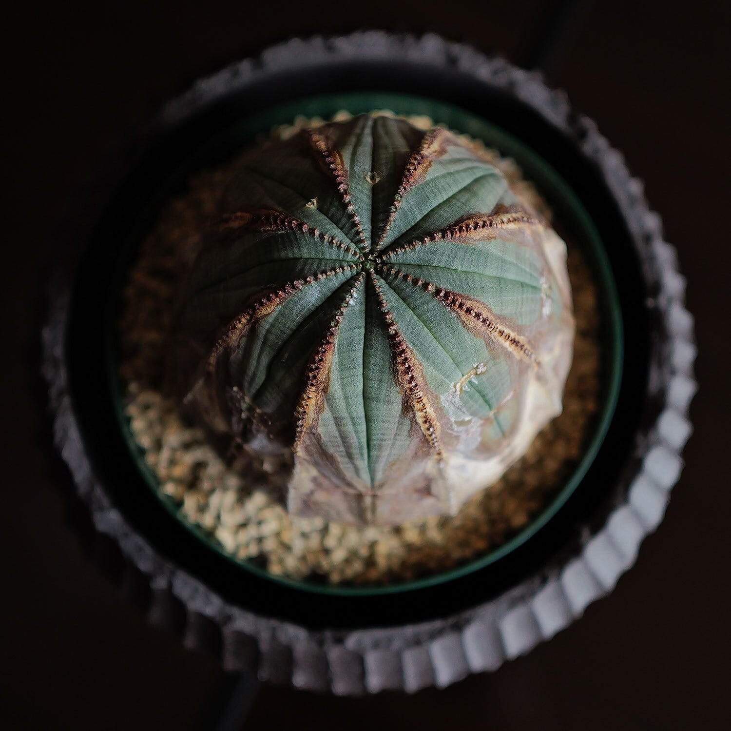 超厳選株】超大株 9.15cm 捻じれ 超まん丸 オベサ / 美模様 木質化