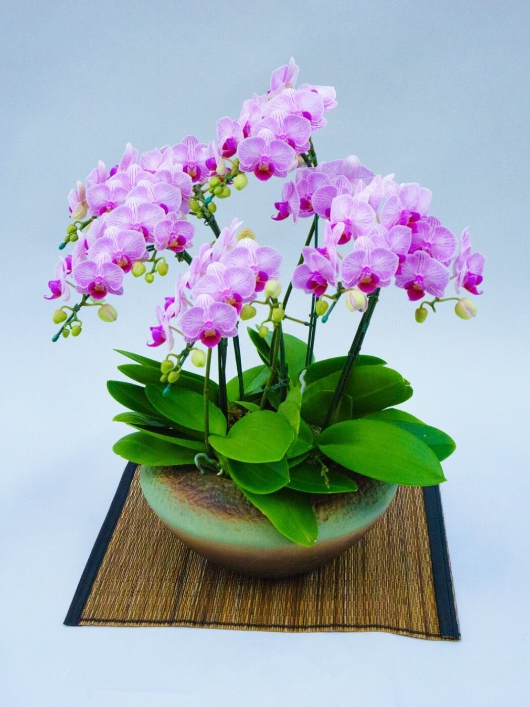 和鉢「まどか」5本立ち(胡蝶蘭0105) | 花you