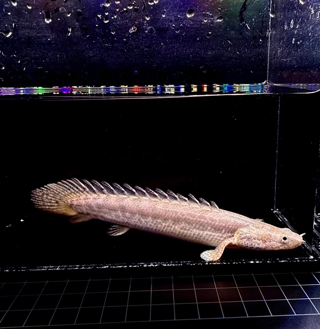 トゥルカナ・ビキールビキール・ワイルドF1❸ - 1