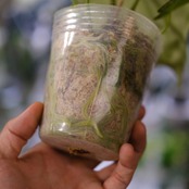 アンスリウム ドラヤキ × シルバーブラッシュ / Anthurium Dorayaki × Anthurium Silver brush⑯/ 観葉植物<育て方・花言葉>