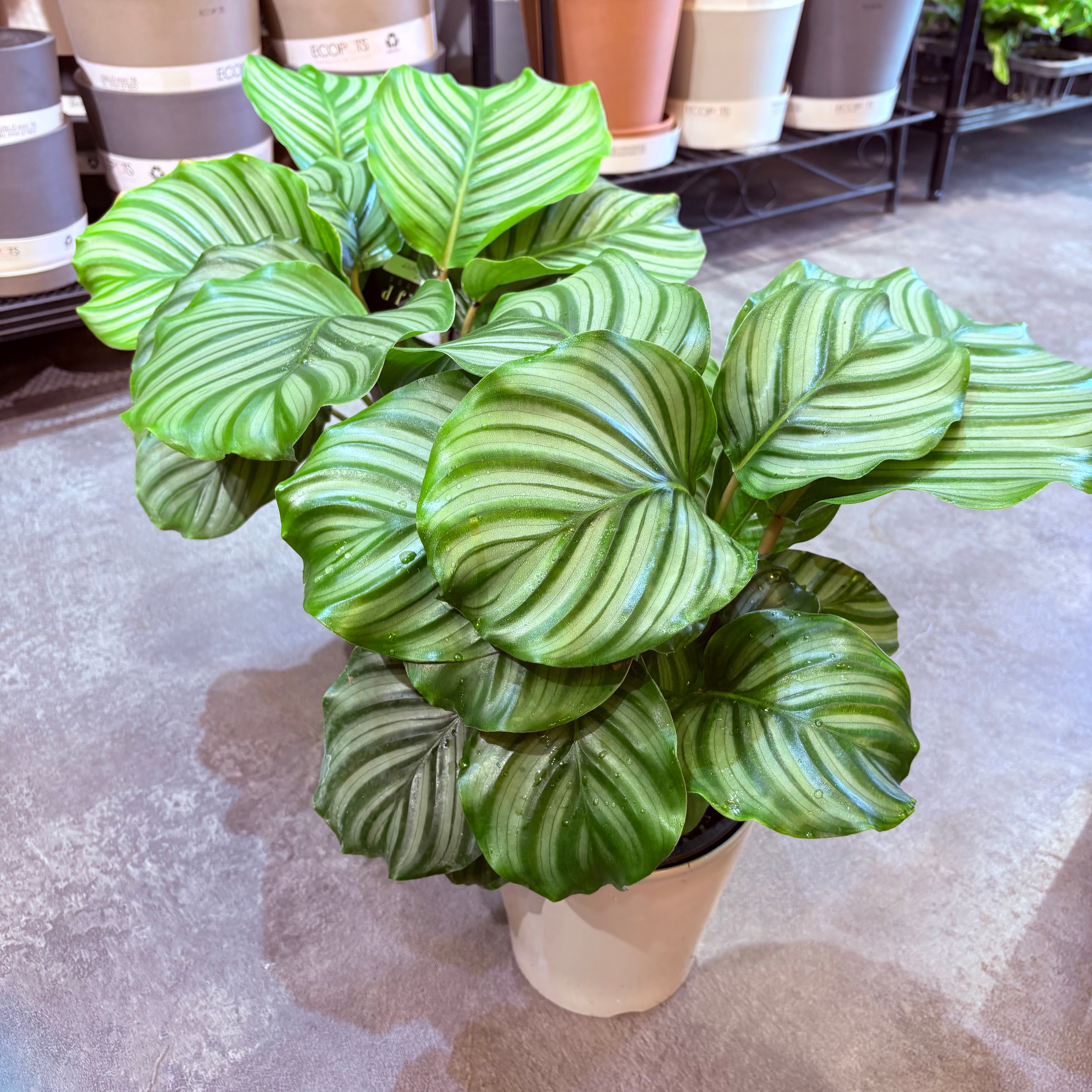カラテア オルビフォリア 5号【荒木植物園さん】 | Green Vibes 宇都宮