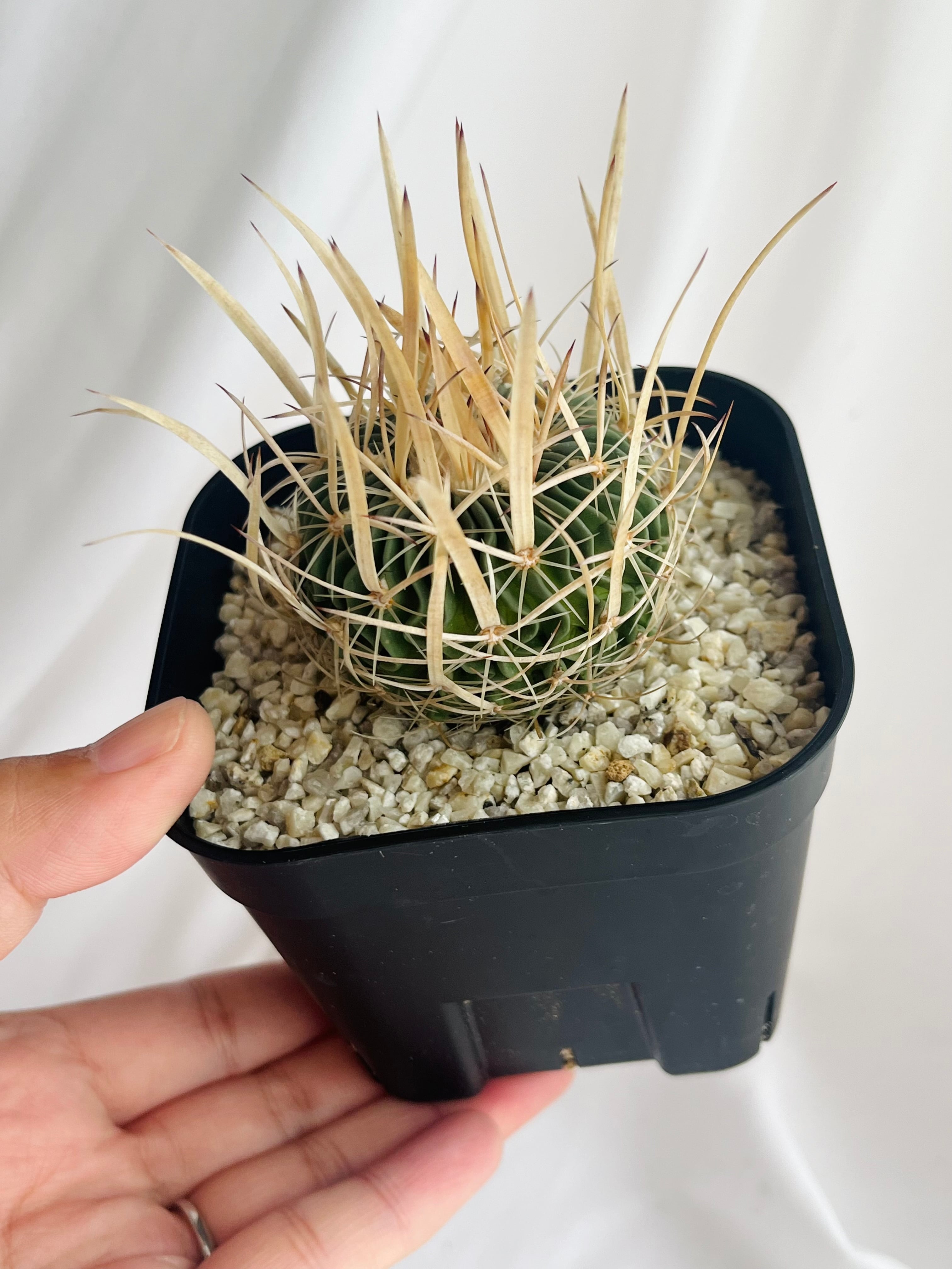 Echinofossulocactus エキノフォスロカクタス 長刺振武玉 サボテン