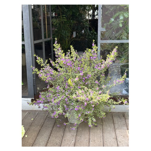 Mint bush（Prostanthera）Variegata