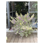 Mint bush(Prostanthera)Variegata