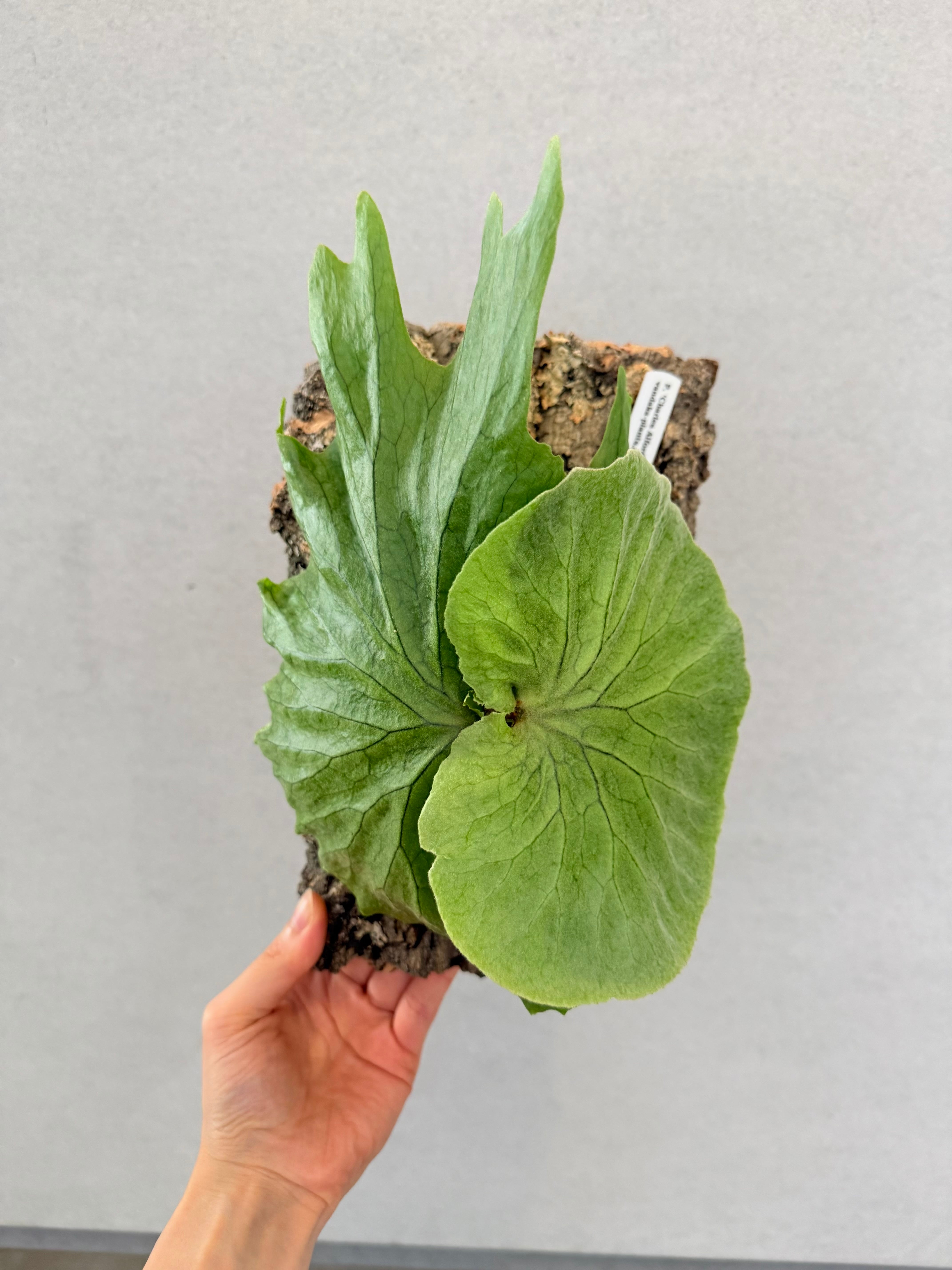 vandaka plants