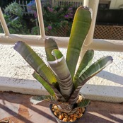 エクメア チャンティニー Aechmea chantinii Black Ice②