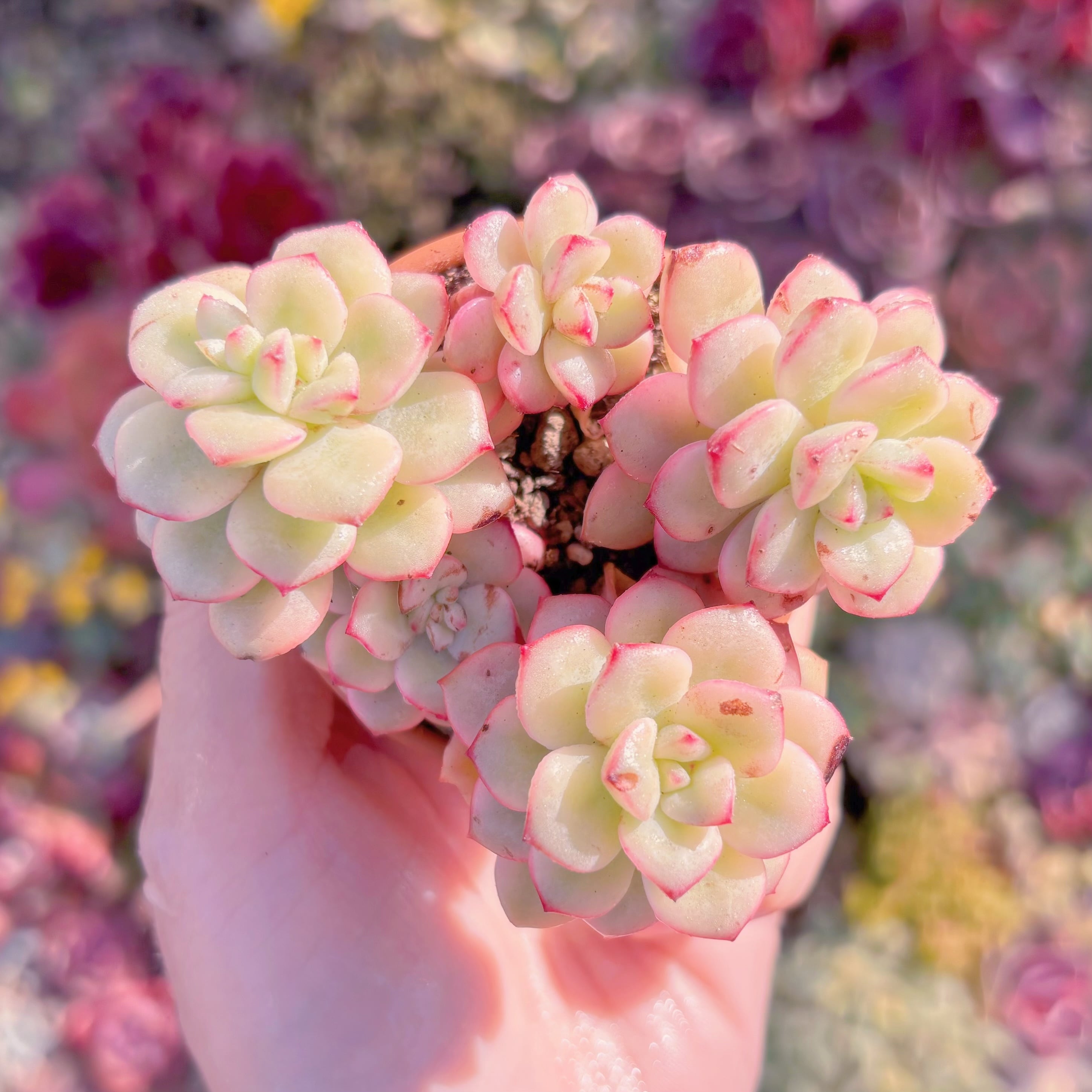 多肉植物　タンゴ錦　新入荷　るる農園