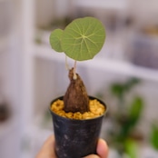 Stephania kaweesakii / ステファニア カウィーサキー㊲/ 観葉植物