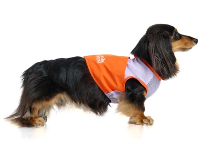 犬服　わんこ服　ペット服　ICEビタミンカラーベスト　保冷剤付き [サイズ: 1号〜]