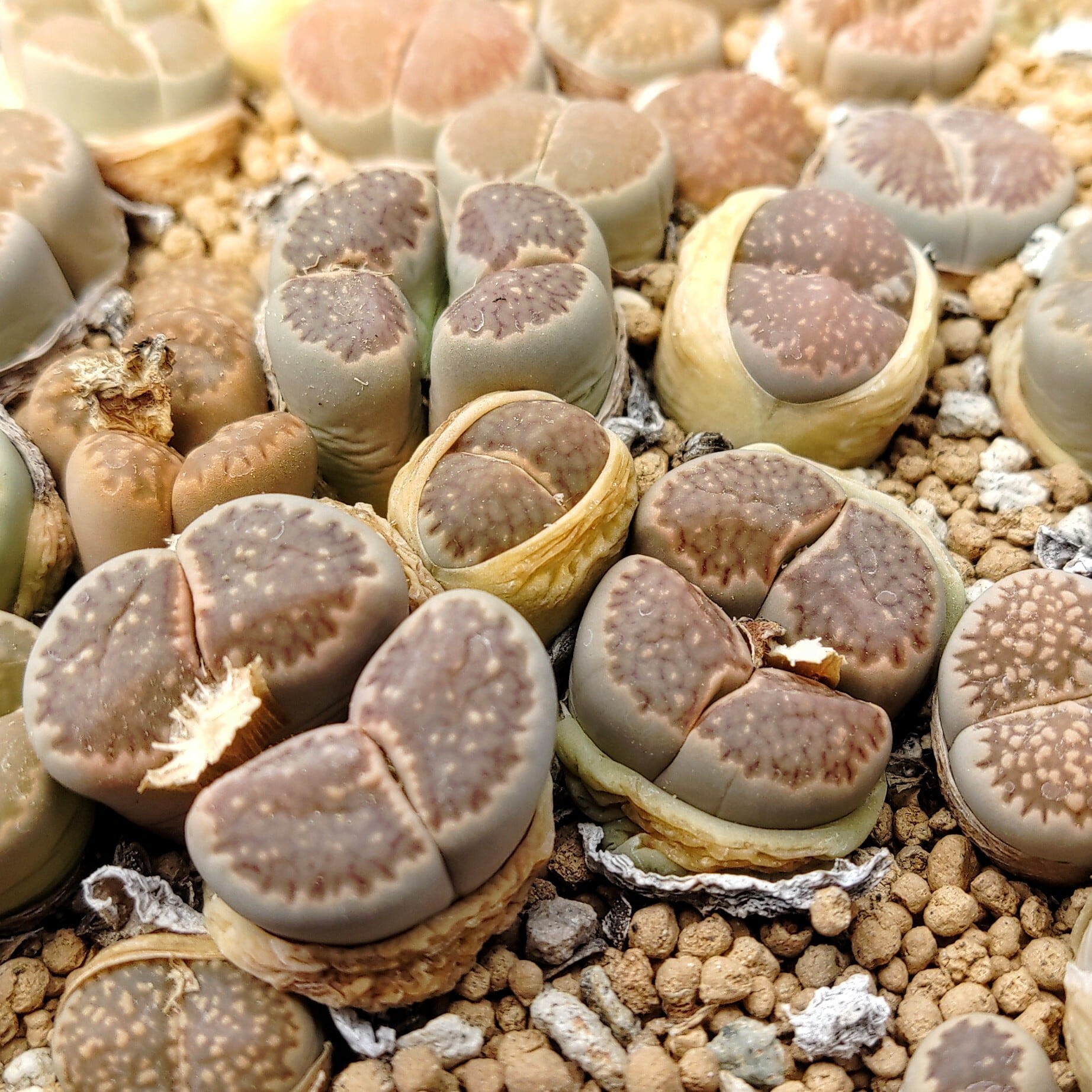 種子(大容量お得パック)/200粒】Lithops salicola (C 34)/リトープス