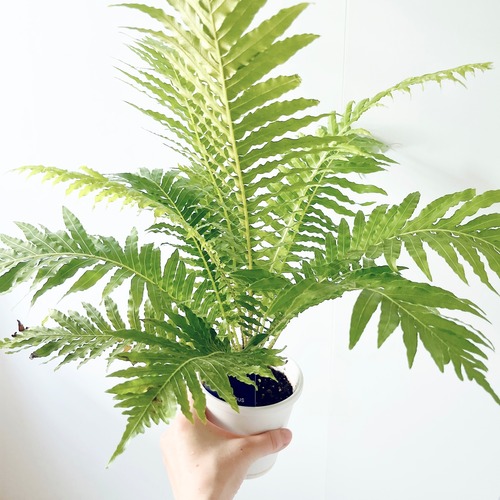 涼しげ ブレクナム シルバーレディ Sサイズ 観葉植物 calm cafe