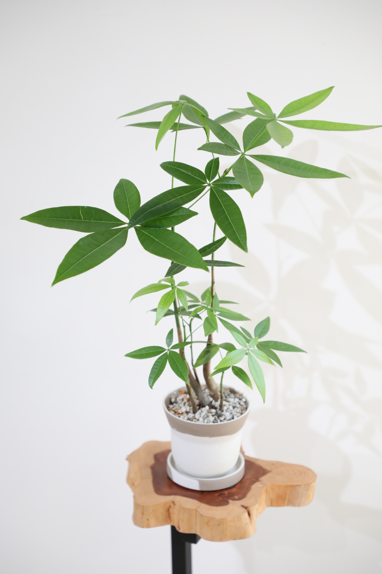 【M】パキラ フォレスト/Pachira 陶器鉢付き