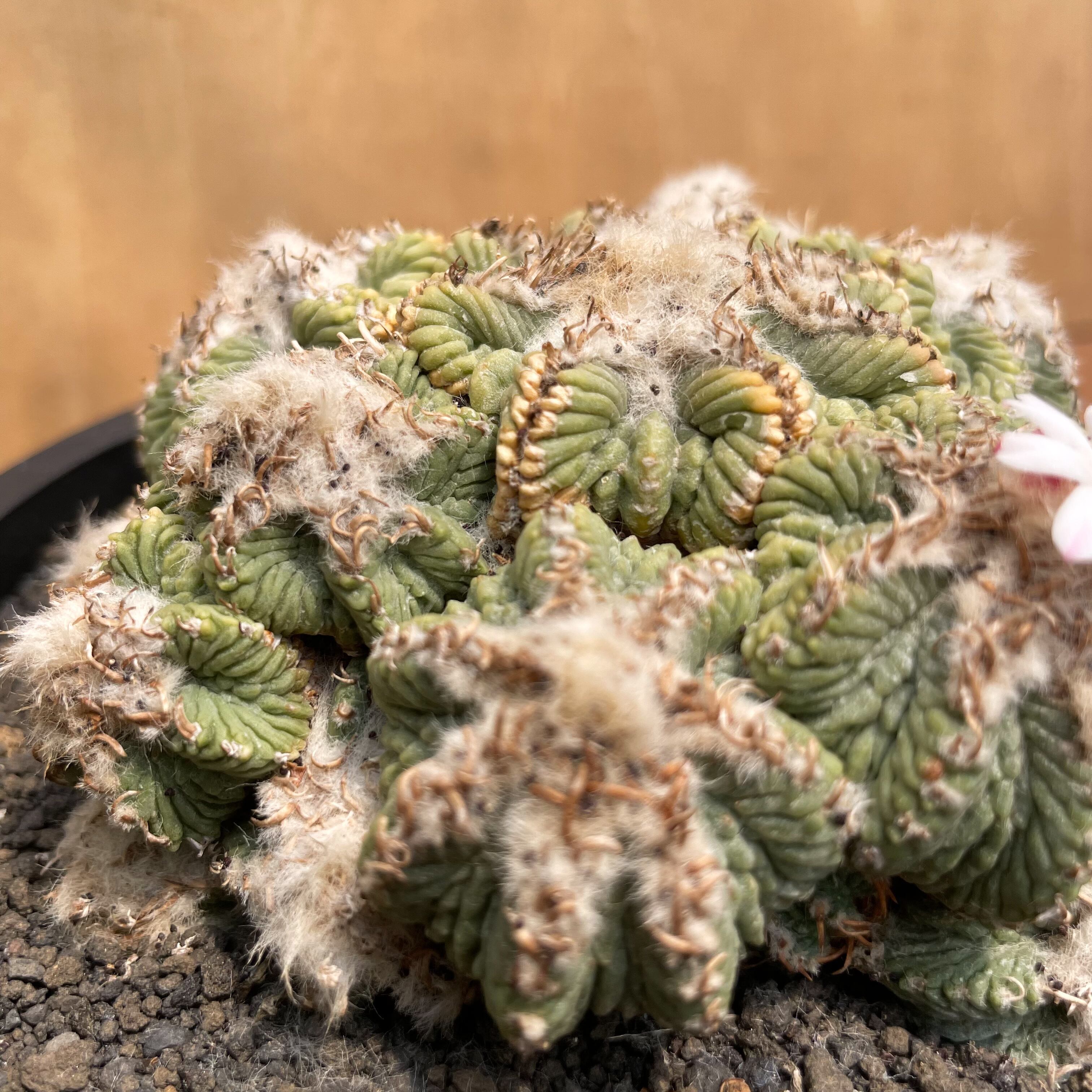 Aztekium ritteri【アズテキウム・花籠・実生】 | RIMO'S GREEN