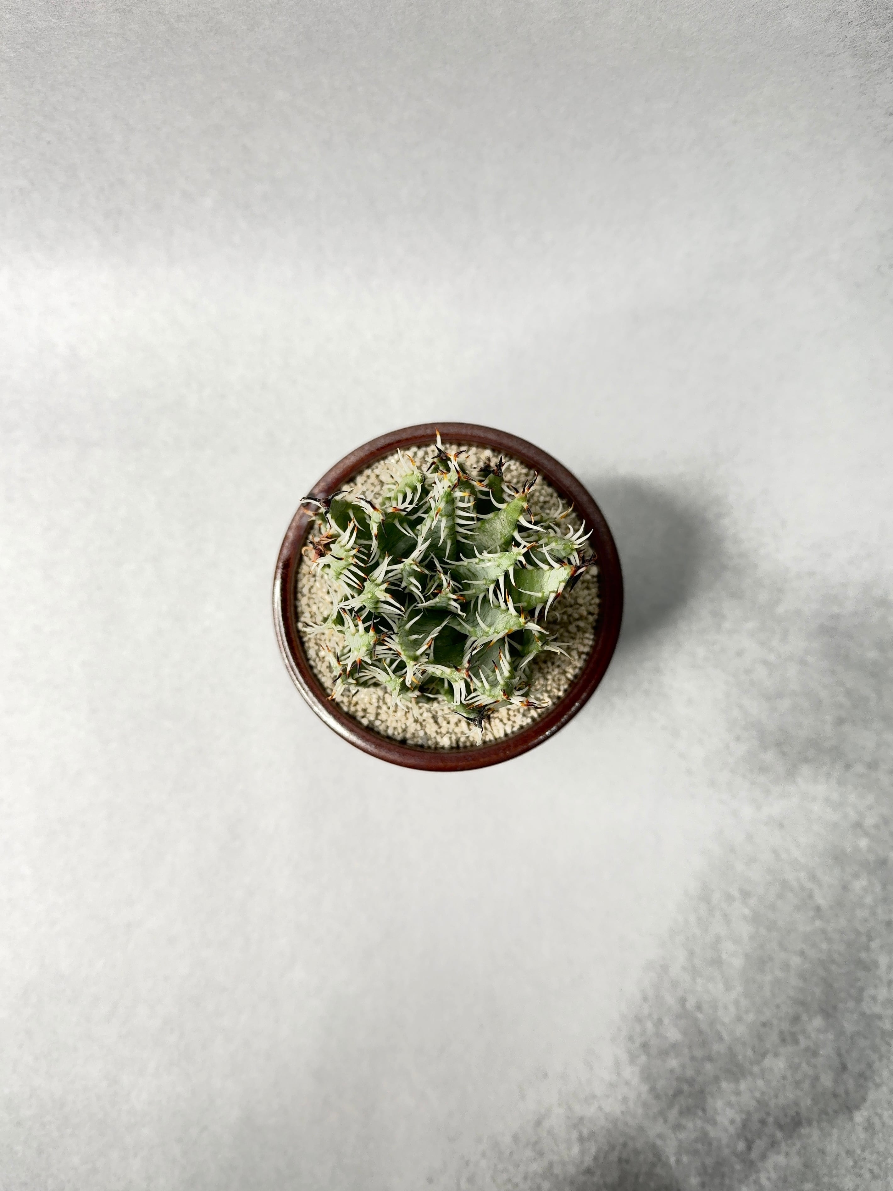 アロエ・エリナケア | trigger