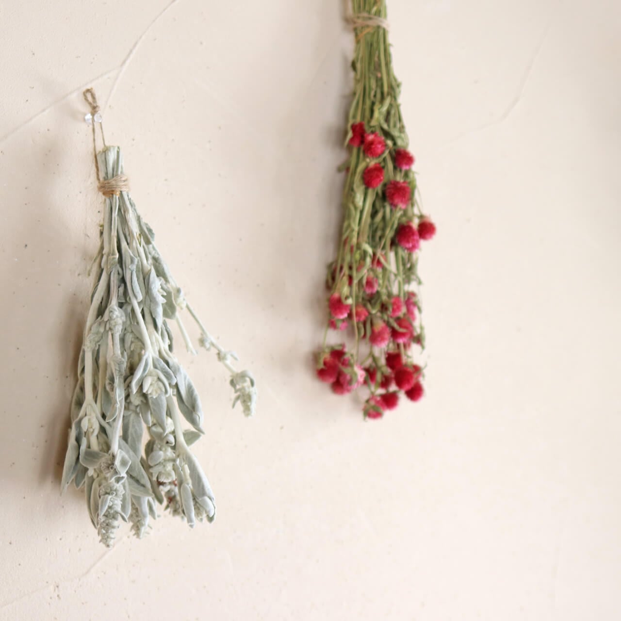 ラムズイヤー ( ワタチョロギ )/ 北海道産 ドライフラワー 花材 リース