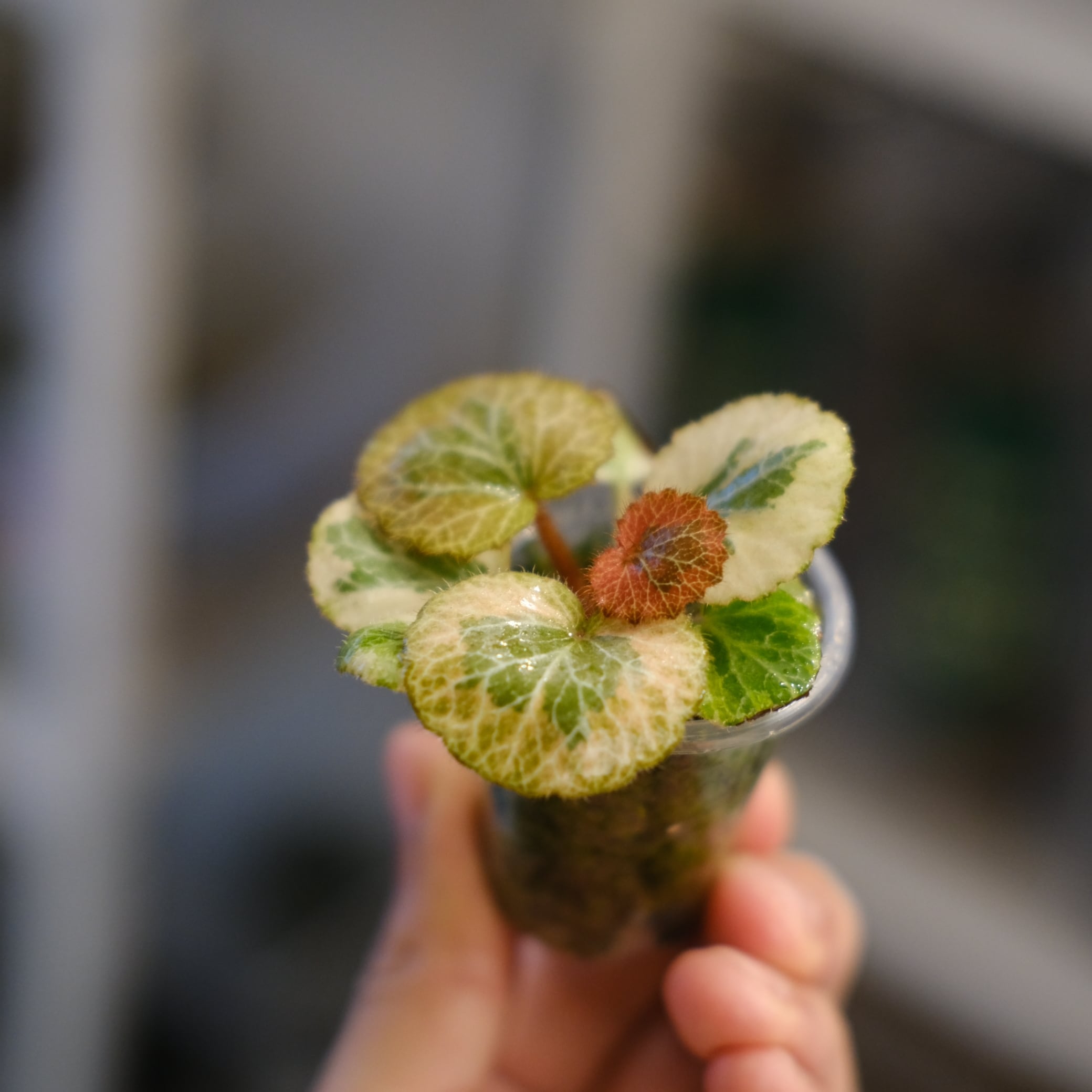 Saxifraga stolonifera Tricolor｜別名：ストロベリー ベゴニア②