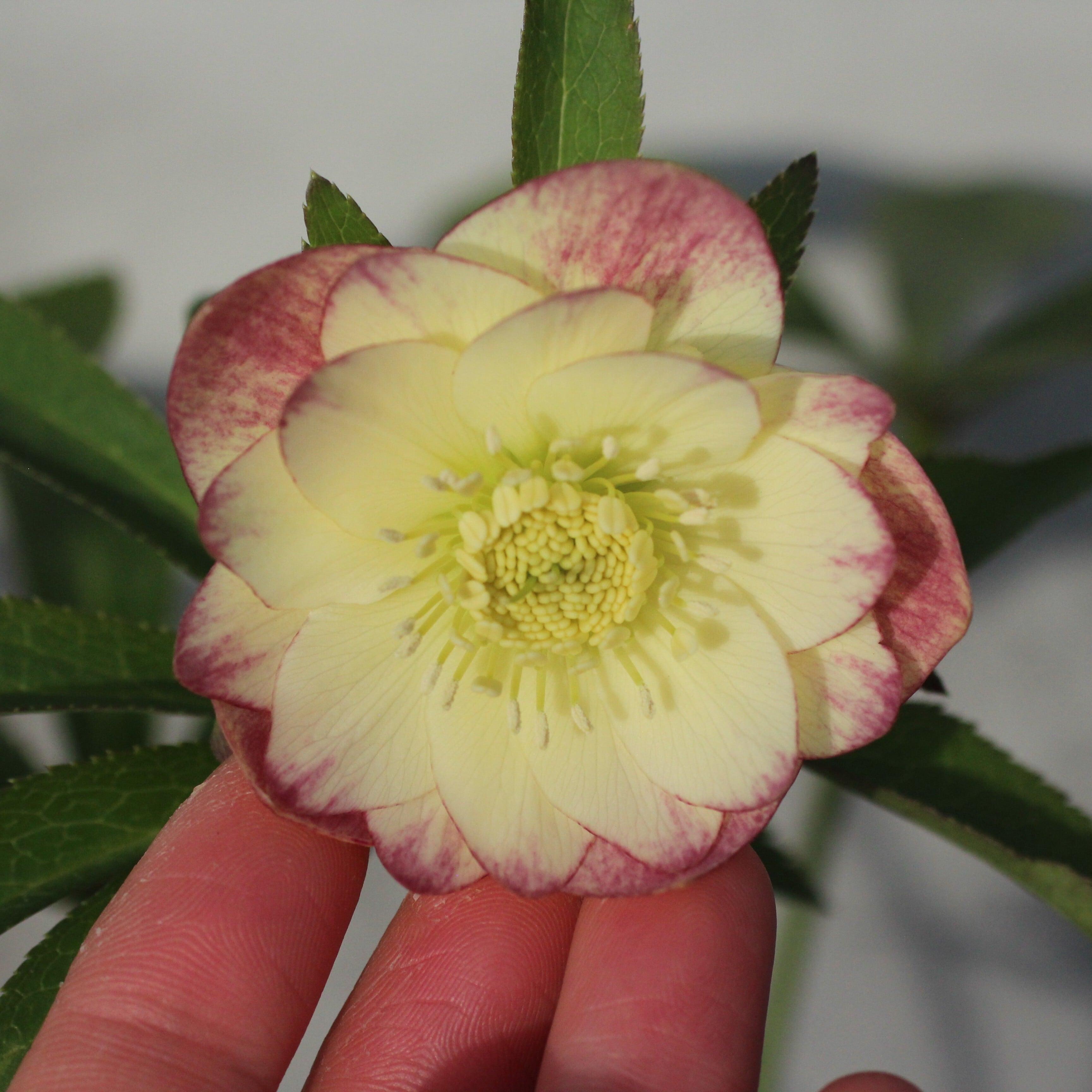 WS26-081 クリスマスローズ ウィンターシンフォニー イエロークレオン