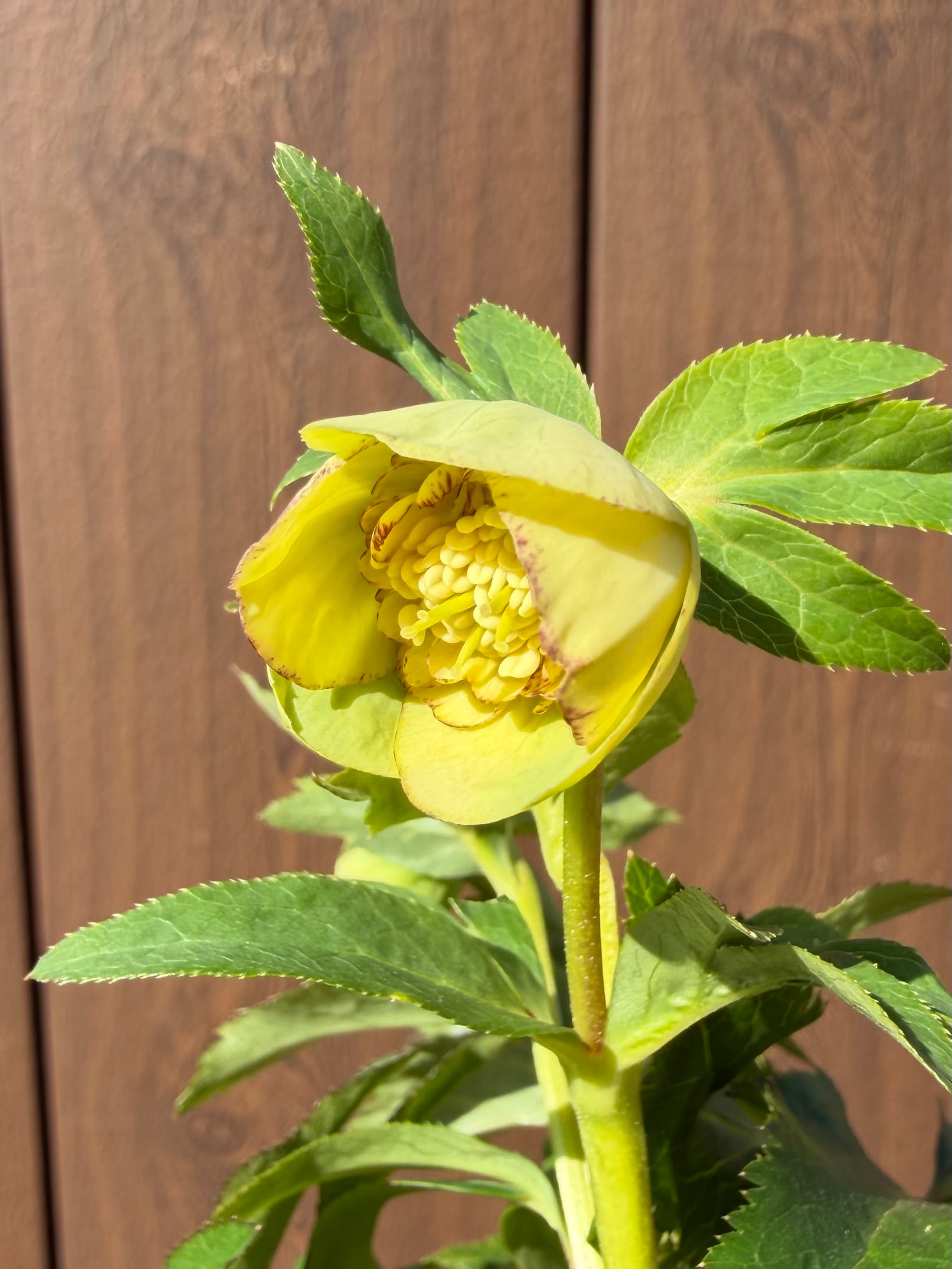 ムルチ系オーレアsd 大木ナーサリー クリスマスローズ【Og23】送料無料