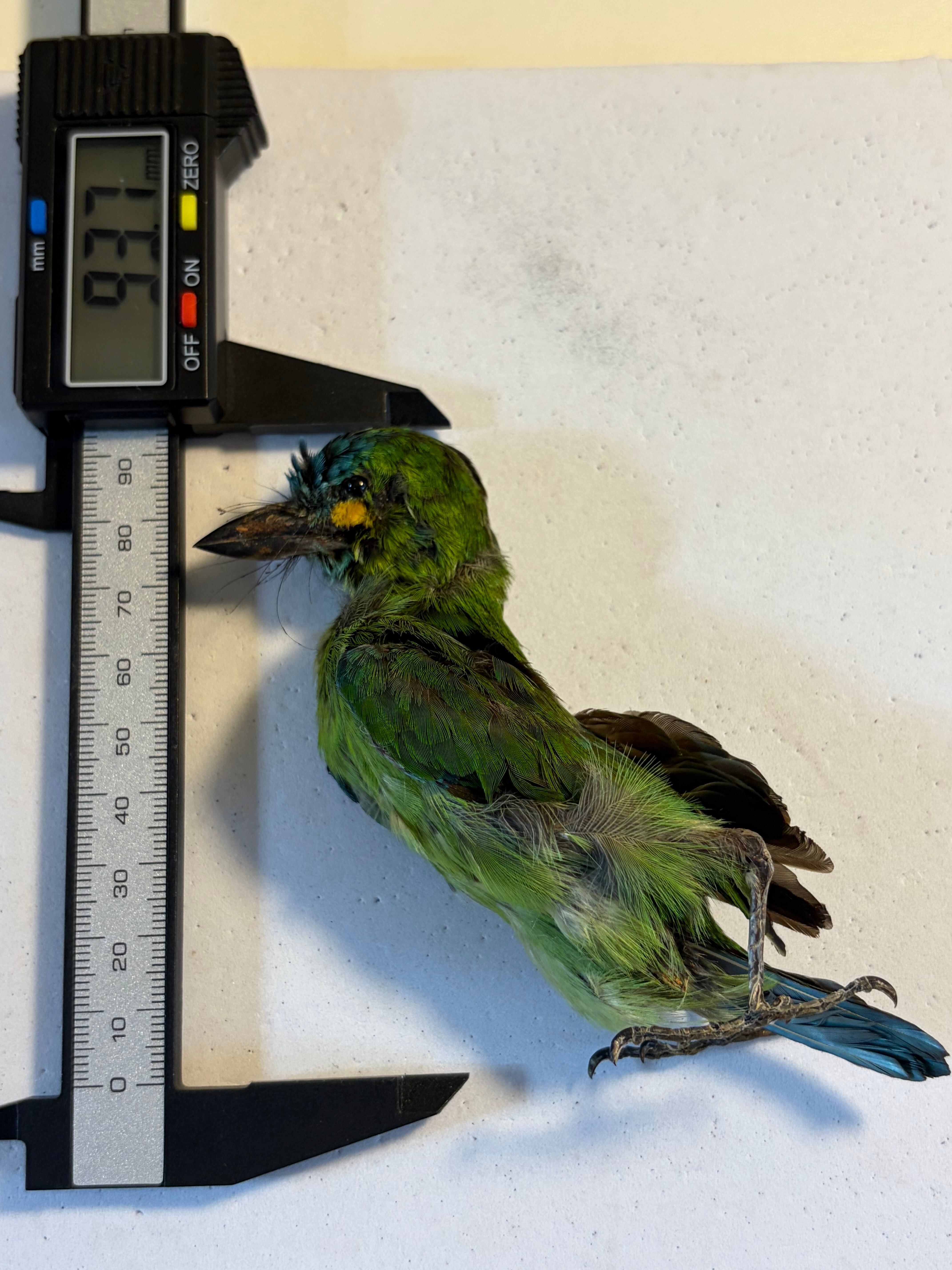 【鳥剥製】アオミミゴシキドリ yellow-eared barbet 標本 鳥剥製】アオミミゴシキドリ yellow-eared barbet Psilopogon