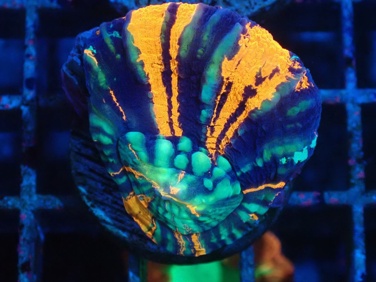 Frag Scolymia WarPaint 1