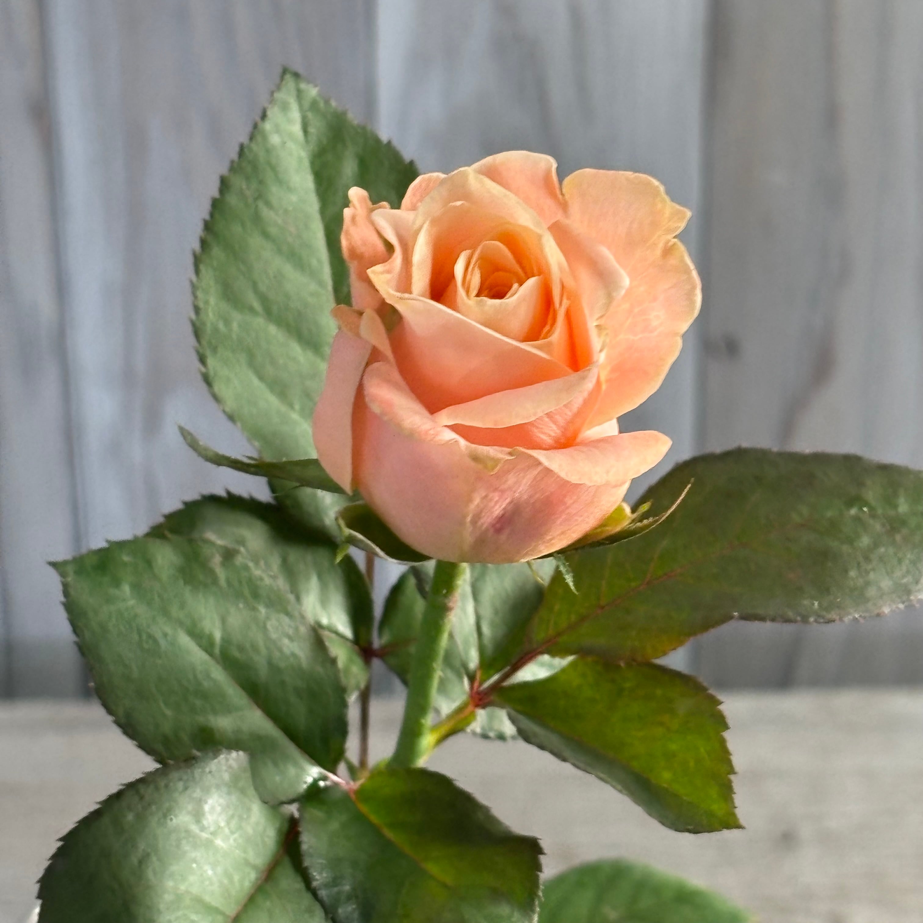2月 バレンタイン | 新鮮お花問屋 Jp-Farmers.com