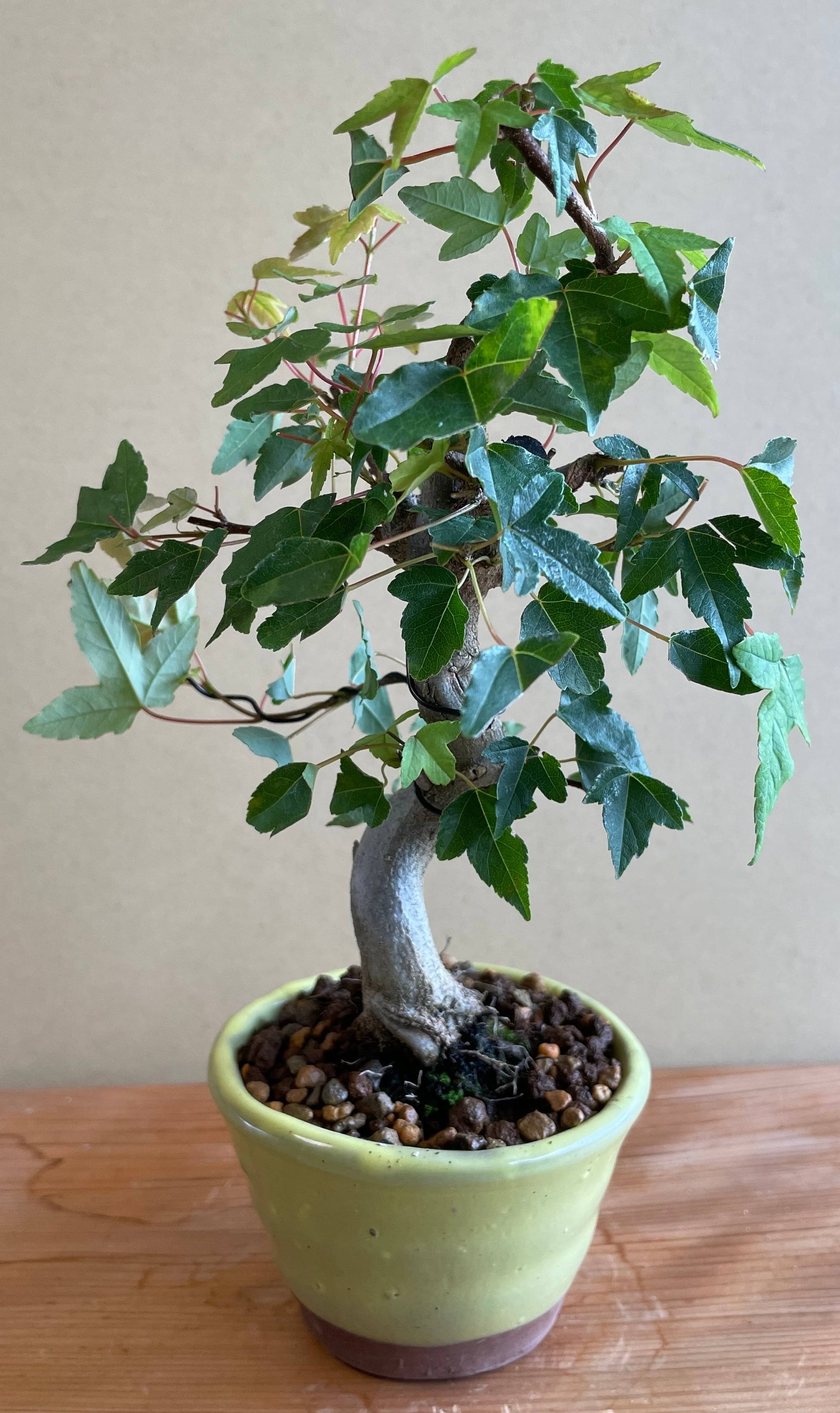 希少★2 トラベシア　トレベシア パルマータ　5号　観葉植物　レア植物 希少☆2 トラベシア トレベシア パルマータ 5号 観葉植物 レア植物