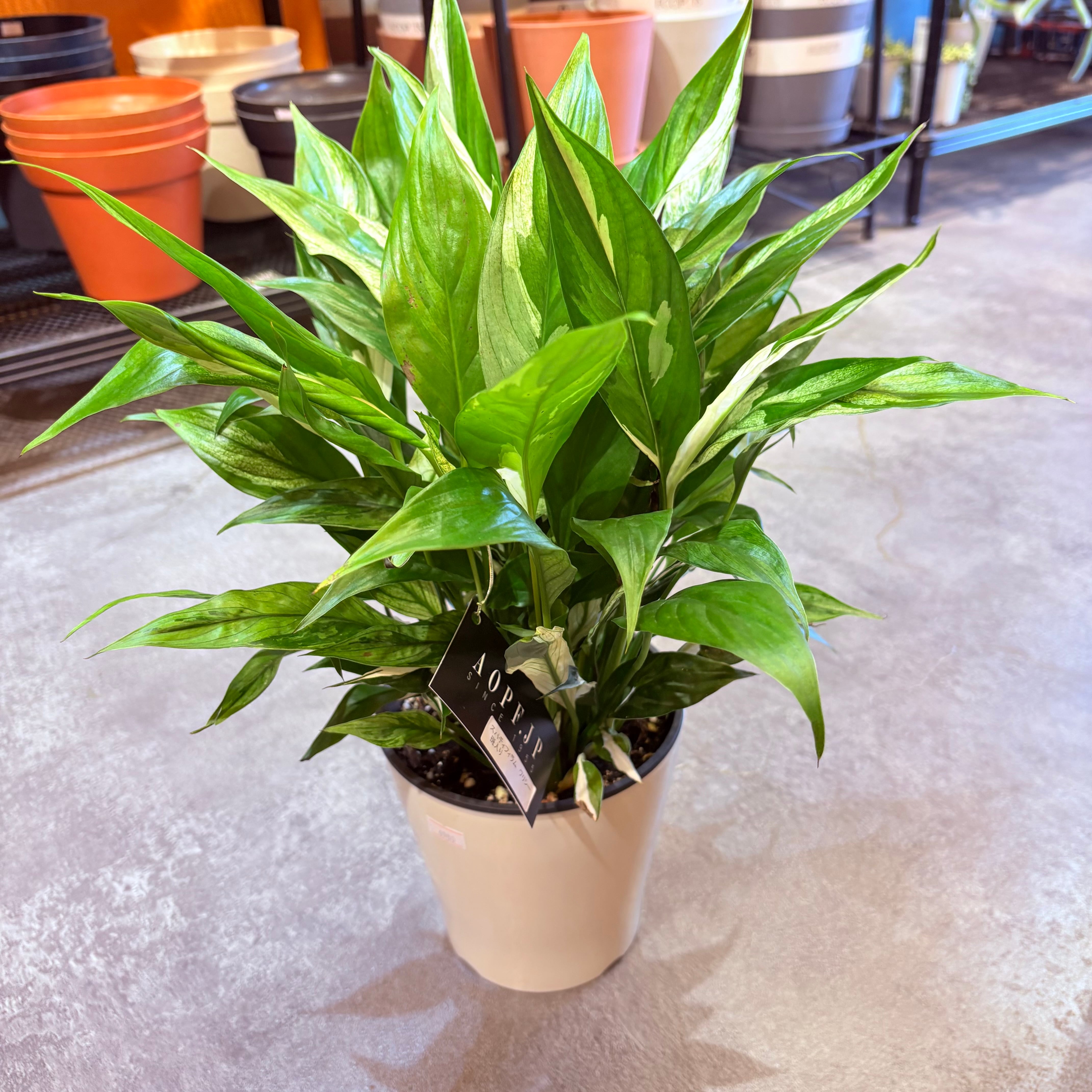 スパティフィラム ワリシー斑入り 5号【荒木植物園さん】 | Green