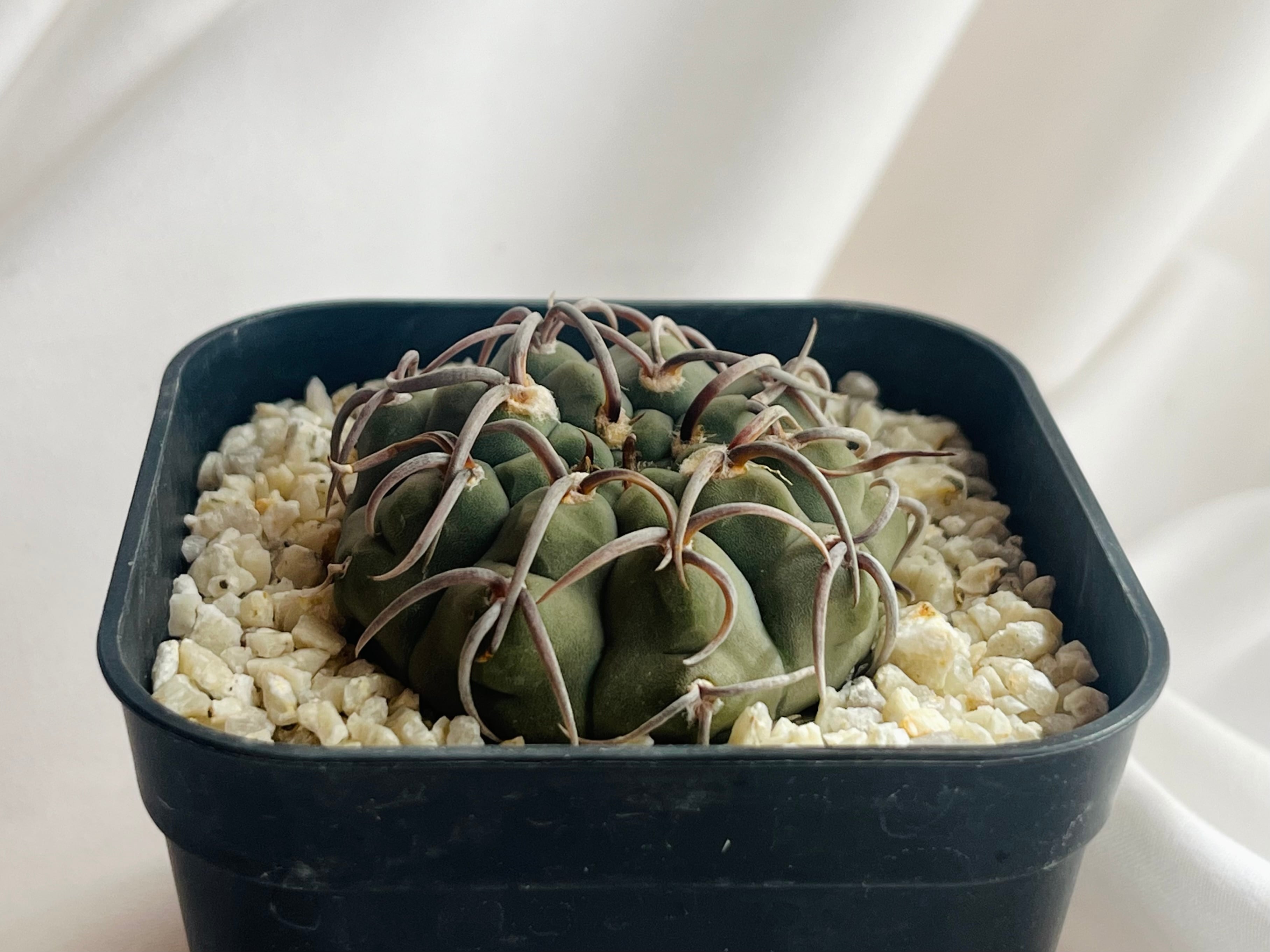 （希少・レア）サボテン【Pyrrhocactus dimorphus】実生株 サボテン | 万緑 BAN RYOKU