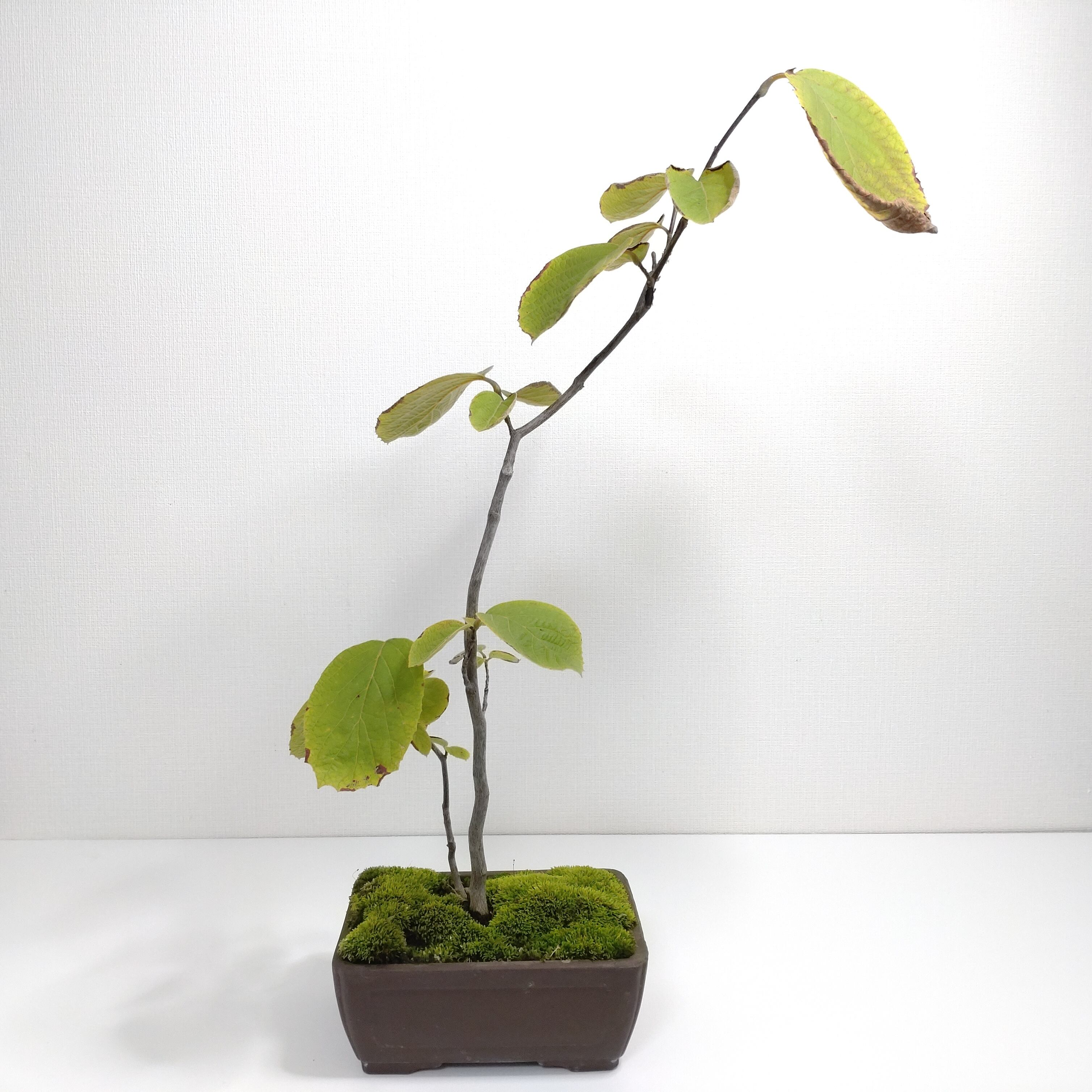 白四手（シロシデ）盆栽 SS003 | 盆栽創【Bonsaisou】