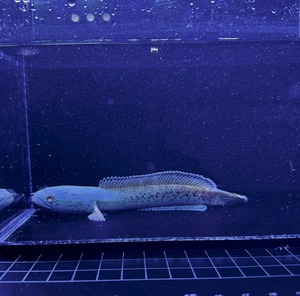 チャンナアリストネイ レッドモザイク①