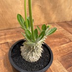 Pachypodium Densicaule【パキポディウム・恵比寿大黒・実生】