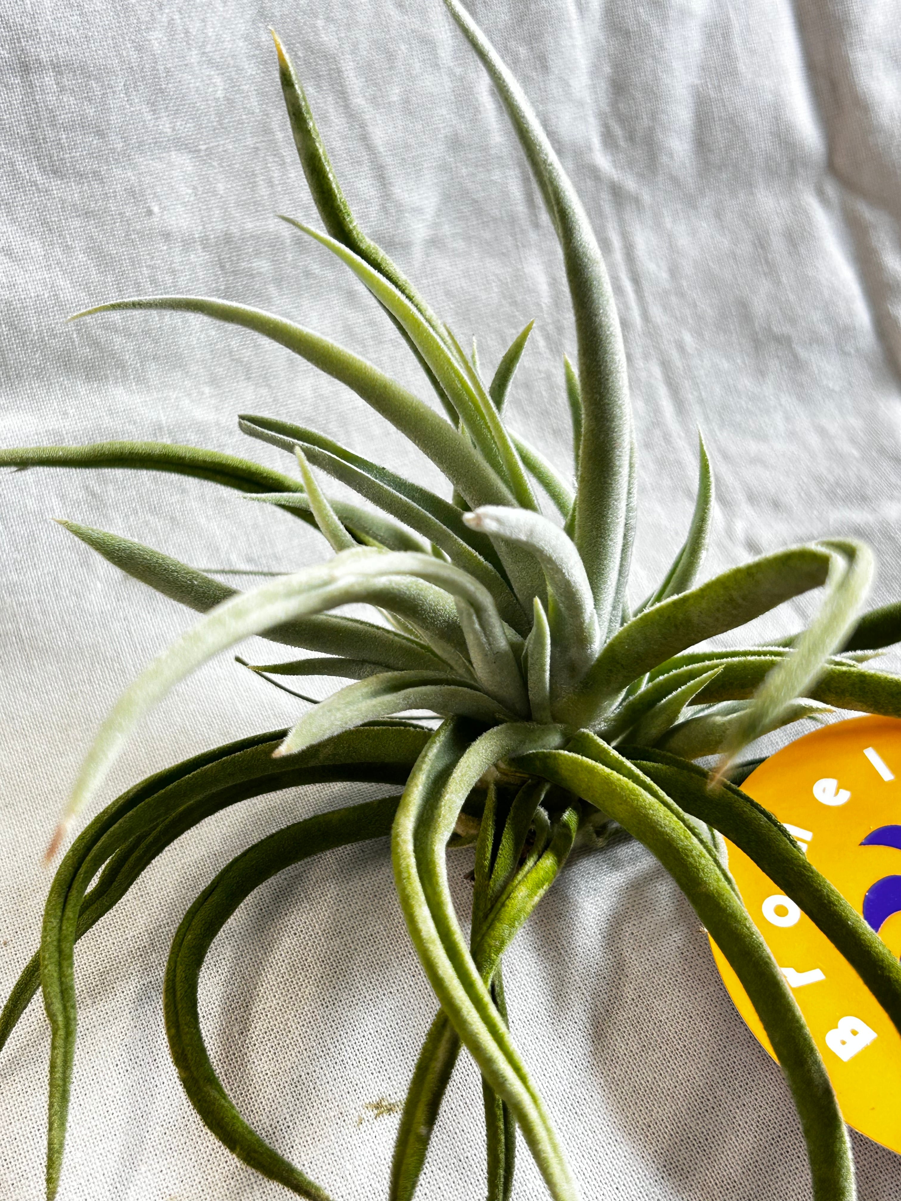 GREEN JAM foliageplant