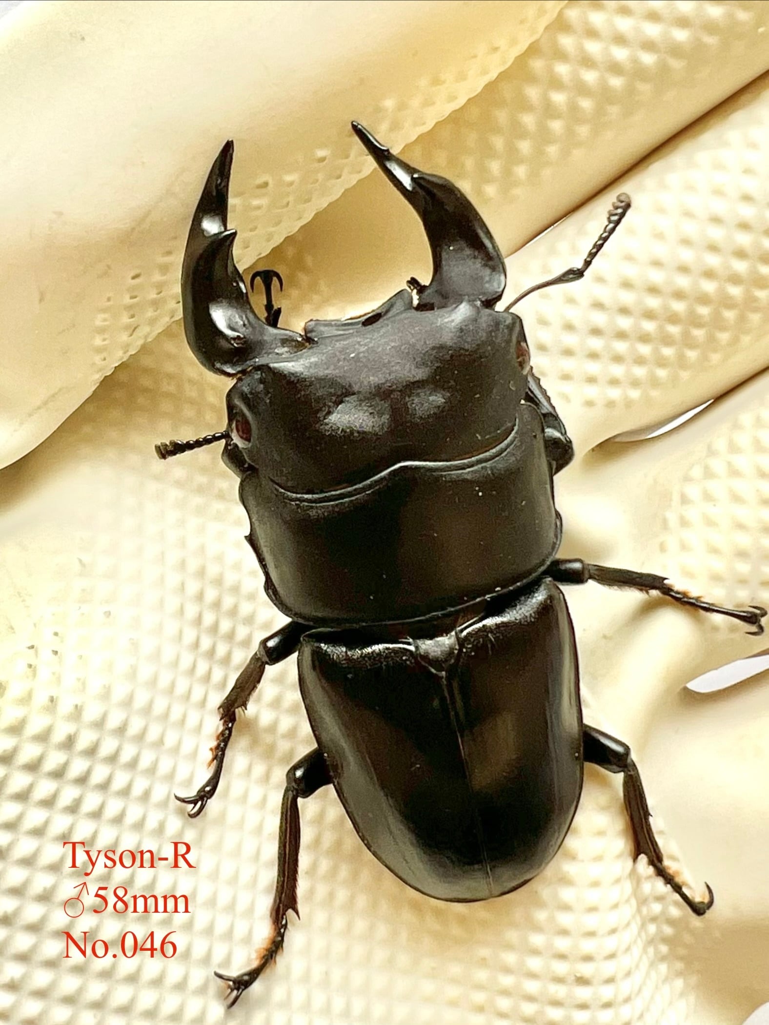 色残抜群】トゲアクマツユムシ リオック 直翅類 カマキリ マンティス